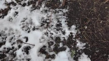 Karda pençe izleri var. İzler yerde. Kumda izler var. Köpek ve kurt pençesi izleri. Yerdeki hayvan izleri..