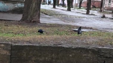 Kargalar oynuyor. Kargalar yerde yürüyor. Büyük kuşlar yerde yürüyor..
