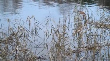 Suyun içinde kuru sazlıklar. Sazlıklar dallardan bükülür. Sazlıklarla dolu nehir kıyısı.