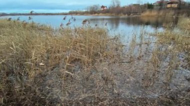 Suyun içinde kuru sazlıklar. Sazlıklar dallardan bükülür. Sazlıklarla dolu nehir kıyısı.