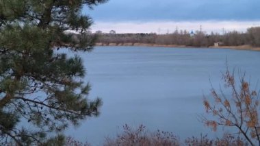 Ağaç dallarındaki koniler. büyük çam kozalakları.