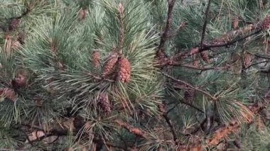 Ağaç dallarındaki koniler. büyük çam kozalakları.