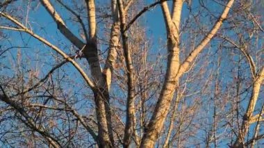 Mavi gökyüzüne karşı ağaç dalları. Aspen ve huş ağaçları gökyüzüne karşı.