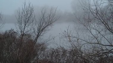 Nehir kıyısındaki çam ağaçları. Bulutlu gökyüzü manzarası. Nehir ve bulutlarla kaplı bir manzara. Yağmurdan önce hava durumu. Kasırga. Tehlikeli bir hava. Güçlü rüzgar.