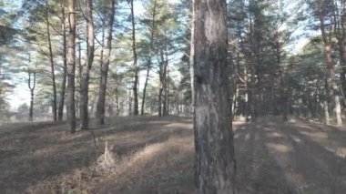 Çam ağaçlarının arasından güneş. Ormanda yürü. Ormanda yürüyüş. Doğal doğa. Ağaçların uzun gölgeleri. Orman güneşli bir günde. Log-C, 4K, H.264, 23.98 p, maksimum bit oranı ve derinlik,