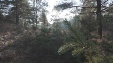 Çam ağaçlarının arasından güneş. Ormanda yürü. Ormanda yürüyüş. Doğal doğa. Ağaçların uzun gölgeleri. Orman güneşli bir günde. Log-C, 4K, H.264, 23.98 p, maksimum bit oranı ve derinlik,