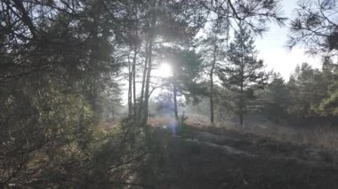 Çam ağaçlarının arasından güneş. Ormanda yürü. Ormanda yürüyüş. Doğal doğa. Ağaçların uzun gölgeleri. Orman güneşli bir günde. Log-C, 4K, H.264, 23.98 p, maksimum bit oranı ve derinlik,