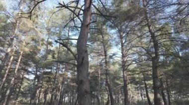 Çam ağaçlarının arasından güneş. Ormanda yürü. Ormanda yürüyüş. Doğal doğa. Ağaçların uzun gölgeleri. Orman güneşli bir günde. Log-C, 4K, H.264, 23.98 p, maksimum bit oranı ve derinlik,