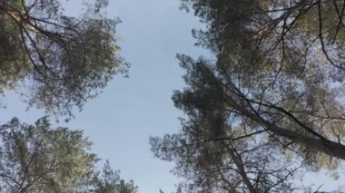 Çam ağaçlarının arasından güneş. Ormanda yürü. Ormanda yürüyüş. Doğal doğa. Ağaçların uzun gölgeleri. Orman güneşli bir günde. Log-C, 4K, H.264, 23.98 p, maksimum bit oranı ve derinlik,