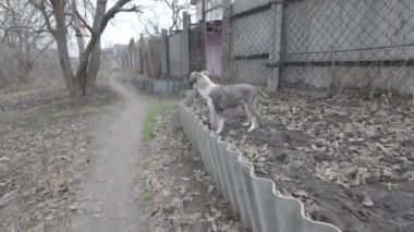 Evsiz köpek. Köpek aktif olarak sokakta koşuyor. Güzel köpek surat..