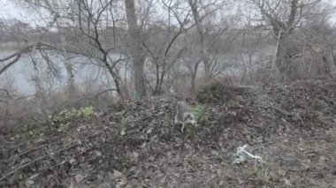 Evsiz köpek. Köpek aktif olarak sokakta koşuyor. Güzel köpek surat..