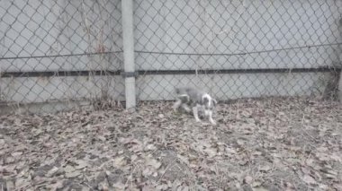 Evsiz köpek. Köpek aktif olarak sokakta koşuyor. Güzel köpek surat..