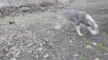 Evsiz köpek. Köpek aktif olarak sokakta koşuyor. Güzel köpek surat..