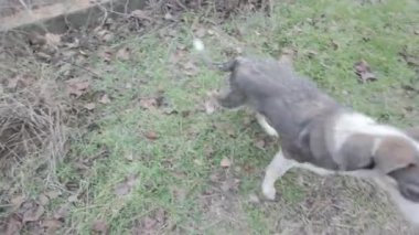 Evsiz köpek. Köpek aktif olarak sokakta koşuyor. Güzel köpek surat..