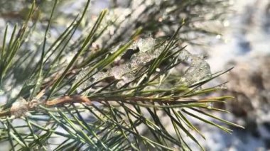 Dallardaki kar. Dallardaki don. Kardaki ağaç. Çim ve buz. Kış doğası. Buz ve güneş. donmuş bitkiler.