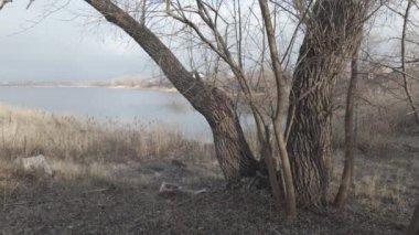 Nehir kıyısında sazlıklar ve ağaçlarla kaplı bir manzara. Nehirdeki yaşlı ağaçlar. Yüksek çözünürlüklü ve düz renkli video. Göl kıyısı. Suyu olan güzel bir manzara.