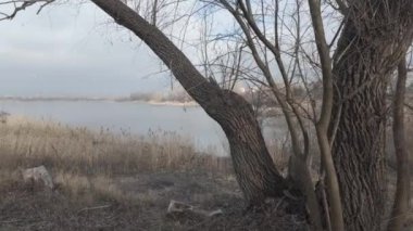 Nehir kıyısında sazlıklar ve ağaçlarla kaplı bir manzara. Nehirdeki yaşlı ağaçlar. Yüksek çözünürlüklü ve düz renkli video. Göl kıyısı. Suyu olan güzel bir manzara.