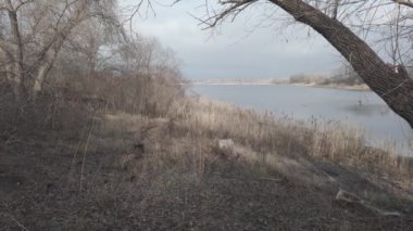 Nehir kıyısında sazlıklar ve ağaçlarla kaplı bir manzara. Nehirdeki yaşlı ağaçlar. Yüksek çözünürlüklü ve düz renkli video. Göl kıyısı. Suyu olan güzel bir manzara.