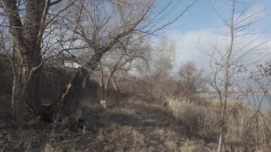 Nehir kıyısında sazlıklar ve ağaçlarla kaplı bir manzara. Nehirdeki yaşlı ağaçlar. Yüksek çözünürlüklü ve düz renkli video. Göl kıyısı. Suyu olan güzel bir manzara.