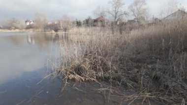 Nehir kıyısında sazlıklar ve ağaçlarla kaplı bir manzara. Nehirdeki yaşlı ağaçlar. Yüksek çözünürlüklü ve düz renkli video. Göl kıyısı. Suyu olan güzel bir manzara.