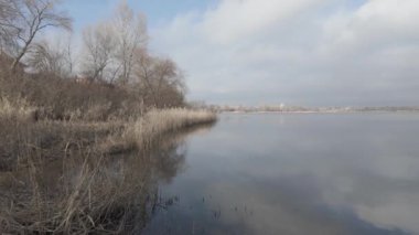 Nehir kıyısında sazlıklar ve ağaçlarla kaplı bir manzara. Nehirdeki yaşlı ağaçlar. Yüksek çözünürlüklü ve düz renkli video. Göl kıyısı. Suyu olan güzel bir manzara.