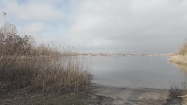 Nehir kıyısında sazlıklar ve ağaçlarla kaplı bir manzara. Nehirdeki yaşlı ağaçlar. Yüksek çözünürlüklü ve düz renkli video. Göl kıyısı. Suyu olan güzel bir manzara.