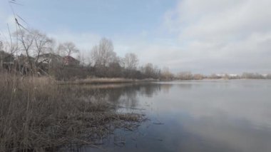 Nehir kıyısında sazlıklar ve ağaçlarla kaplı bir manzara. Nehirdeki yaşlı ağaçlar. Yüksek çözünürlüklü ve düz renkli video. Göl kıyısı. Suyu olan güzel bir manzara.