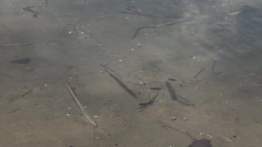 Nehir kıyısında sazlıklar ve ağaçlarla kaplı bir manzara. Nehirdeki yaşlı ağaçlar. Yüksek çözünürlüklü ve düz renkli video. Göl kıyısı. Suyu olan güzel bir manzara.