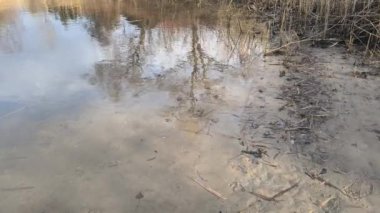 Nehir kıyısında sazlıklar ve ağaçlarla kaplı bir manzara. Nehirdeki yaşlı ağaçlar. Yüksek çözünürlüklü ve düz renkli video. Göl kıyısı. Suyu olan güzel bir manzara.