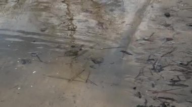 Nehir kıyısında sazlıklar ve ağaçlarla kaplı bir manzara. Nehirdeki yaşlı ağaçlar. Yüksek çözünürlüklü ve düz renkli video. Göl kıyısı. Suyu olan güzel bir manzara.