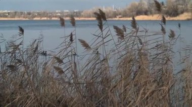 Nehir kıyısında sazlıklar ve ağaçlarla kaplı bir manzara. Nehirdeki yaşlı ağaçlar. Yüksek çözünürlüklü ve düz renkli video. Göl kıyısı. Suyu olan güzel bir manzara.
