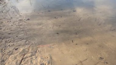 Nehir kıyısında sazlıklar ve ağaçlarla kaplı bir manzara. Nehirdeki yaşlı ağaçlar. Yüksek çözünürlüklü ve düz renkli video. Göl kıyısı. Suyu olan güzel bir manzara.