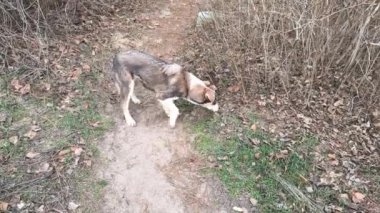 Sokakta başıboş bir köpek. Meraklı sokak köpeğinin kameraya baktığı, sokak köpeğinin ormanın ortasında kameraya baktığı bir fotoğraf. Kopyalama alanı olan doğal arkaplan.