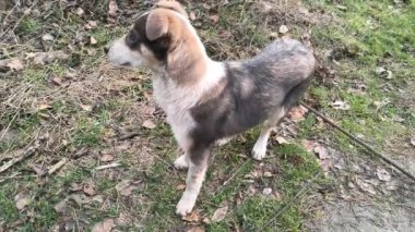 Sokakta başıboş bir köpek. Meraklı sokak köpeğinin kameraya baktığı, sokak köpeğinin ormanın ortasında kameraya baktığı bir fotoğraf. Kopyalama alanı olan doğal arkaplan.