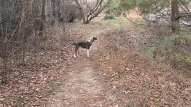 Sokakta başıboş bir köpek. Meraklı sokak köpeğinin kameraya baktığı, sokak köpeğinin ormanın ortasında kameraya baktığı bir fotoğraf. Kopyalama alanı olan doğal arkaplan.