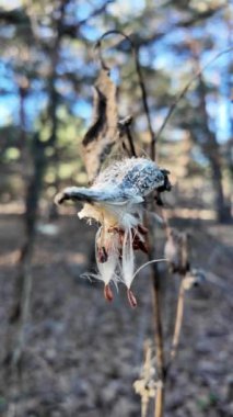 dikey yüksek çözünürlüklü video. Suriye pamuk otu, Aesculapian otu, sütlü ot, kırlangıç otu. Asclepias syriaca. Asclepias syriaca 'nın kuru tohumları Kış rüzgarında.