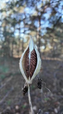 dikey yüksek çözünürlüklü video. Suriye pamuk otu, Aesculapian otu, sütlü ot, kırlangıç otu. Asclepias syriaca. Asclepias syriaca 'nın kuru tohumları Kış rüzgarında.