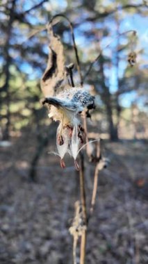 dikey yüksek çözünürlüklü video. Suriye pamuk otu, Aesculapian otu, sütlü ot, kırlangıç otu. Asclepias syriaca. Asclepias syriaca 'nın kuru tohumları Kış rüzgarında.