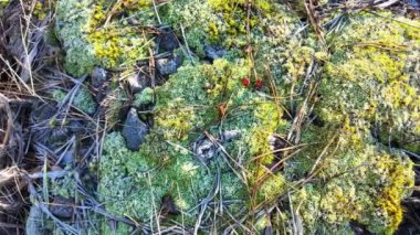 Bir taşın üzerinde yeşil yosun. Güneş ve yosun yerde. Yeşil yosun üzerinde don.