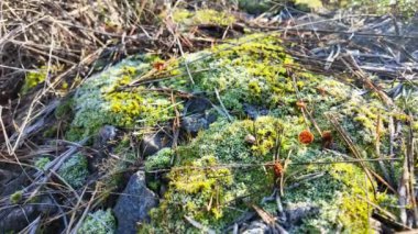 Bir taşın üzerinde yeşil yosun. Güneş ve yosun yerde. Yeşil yosun üzerinde don.