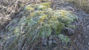 Bir taşın üzerinde yeşil yosun. Güneş ve yosun yerde. Yeşil yosun üzerinde don.