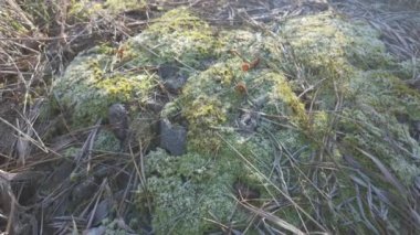 Bir taşın üzerinde yeşil yosun. Güneş ve yosun yerde. Yeşil yosun üzerinde don.