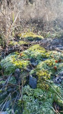 Taş üstünde yeşil yosun. Güneş ve yosun yerde. Yeşil yosun üzerinde don. yüksek çözünürlüklü dikey video.