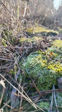 Taş üstünde yeşil yosun. Güneş ve yosun yerde. Yeşil yosun üzerinde don. yüksek çözünürlüklü dikey video.