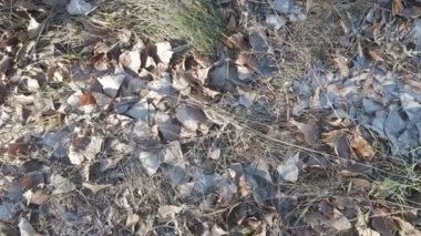 Karlar altında kuru yapraklar. Eski sonbahar yapraklarında don. Doğal arka plan. yüksek çözünürlüklü video.