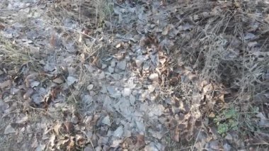 Karlar altında kuru yapraklar. Eski sonbahar yapraklarında don. Doğal arka plan. yüksek çözünürlüklü video.