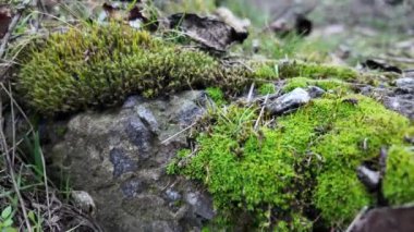 Yerde yeşil yosun ve kayalar. Engebeli kayaları kaplayan ve ormanda yerde yetişen güzel yeşil yosunlar. Makro kipte görüntülendi. Duvar kâğıdı için doğada yosun dokusu dolu kayalar