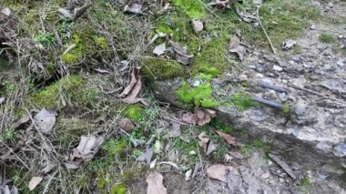 Yerde yeşil yosun ve kayalar. Engebeli kayaları kaplayan ve ormanda yerde yetişen güzel yeşil yosunlar. Makro kipte görüntülendi. Duvar kâğıdı için doğada yosun dokusu dolu kayalar