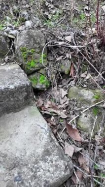 Yerde yeşil yosun ve kayalar. Engebeli kayaları kaplayan ve ormanda yerde yetişen güzel yeşil yosunlar. Makro kipte görüntülendi. dikey video
