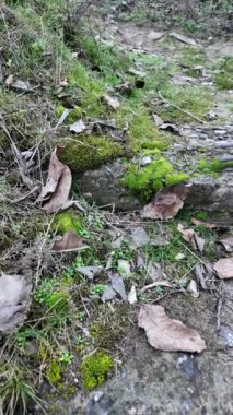 Yerde yeşil yosun ve kayalar. Engebeli kayaları kaplayan ve ormanda yerde yetişen güzel yeşil yosunlar. Makro kipte görüntülendi. dikey video